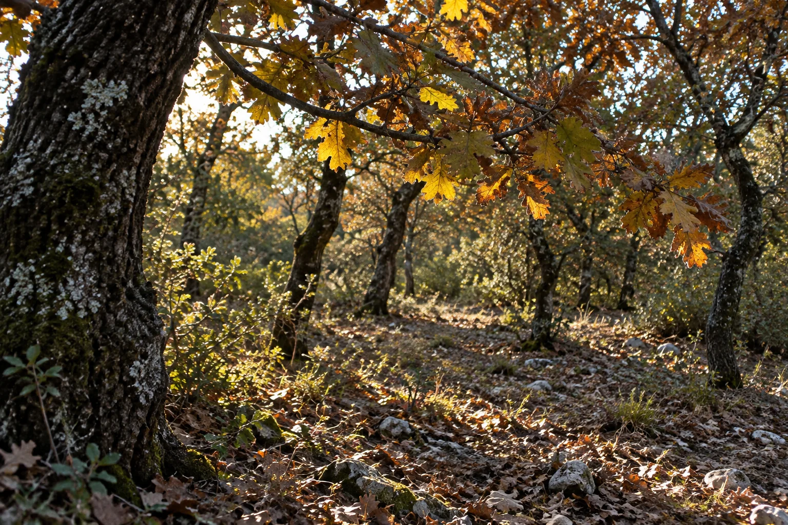 Lumière d’automne entre les chênes, sur un sol de feuilles et de pierres