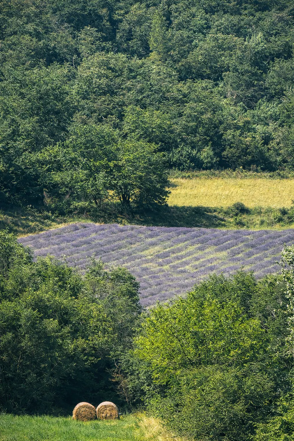 Rangs de lavande au pied d’une colline boisée, avec deux bottes de foin au premier plan