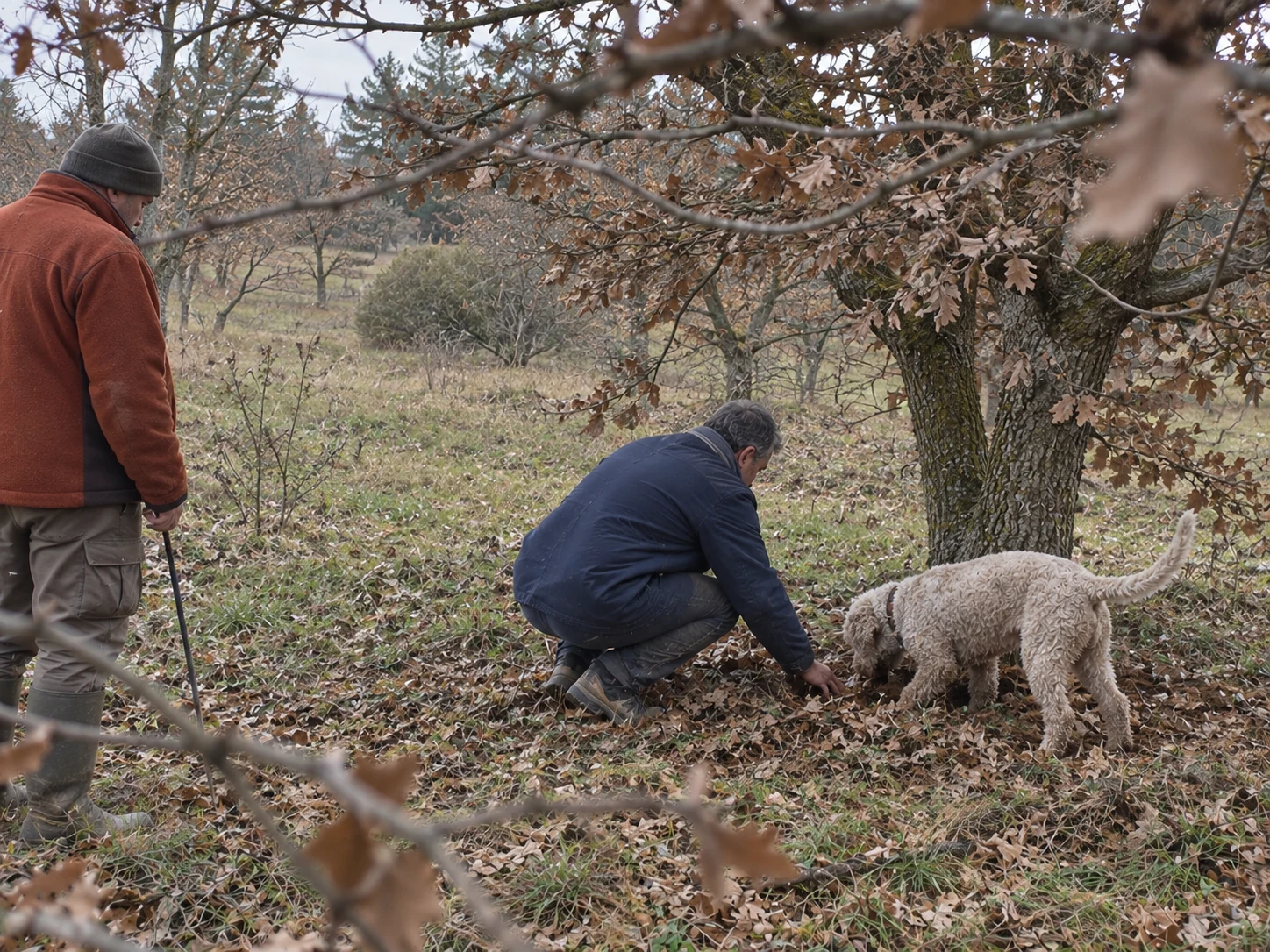 Un homme accroupi et un chien truffier au pied d’un chêne, avec un observateur