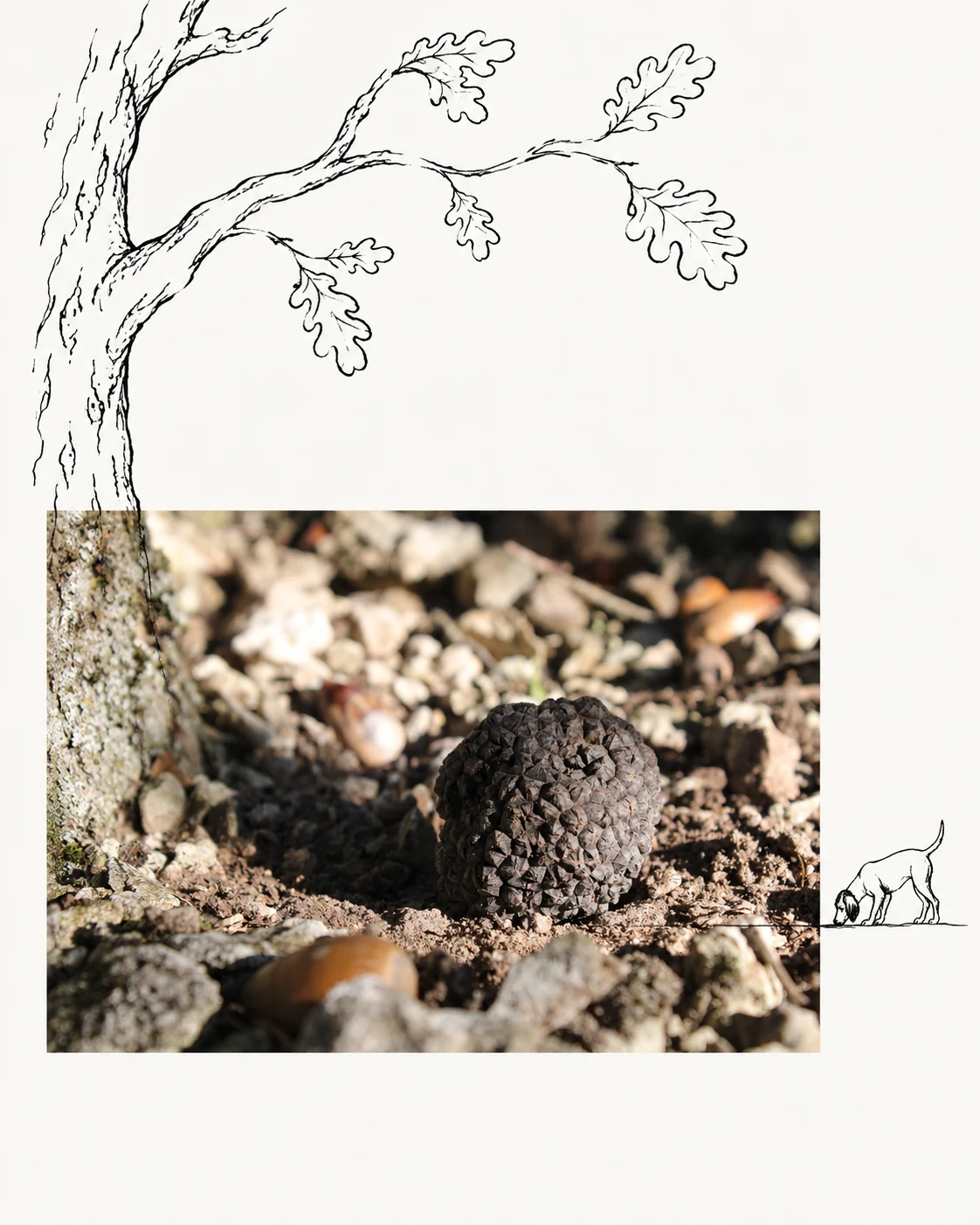Truffel aan de voet van een eik, omlijst door tekeningen van een eik en een truffelhond