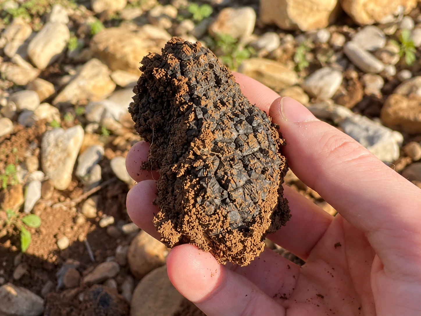 Illustratie van truffelformaat 100 g