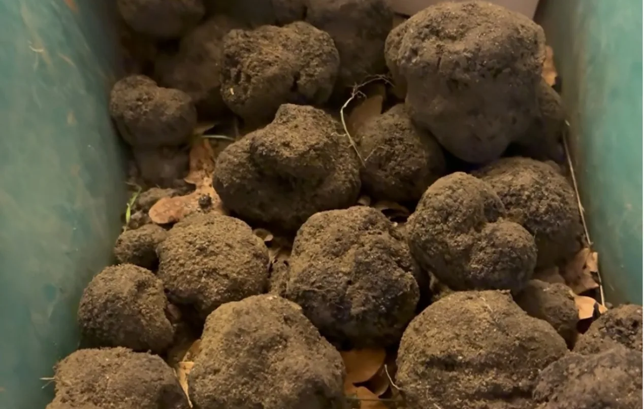 Oogst van zwarte truffel bij het eerste licht in de Drôme Provençale