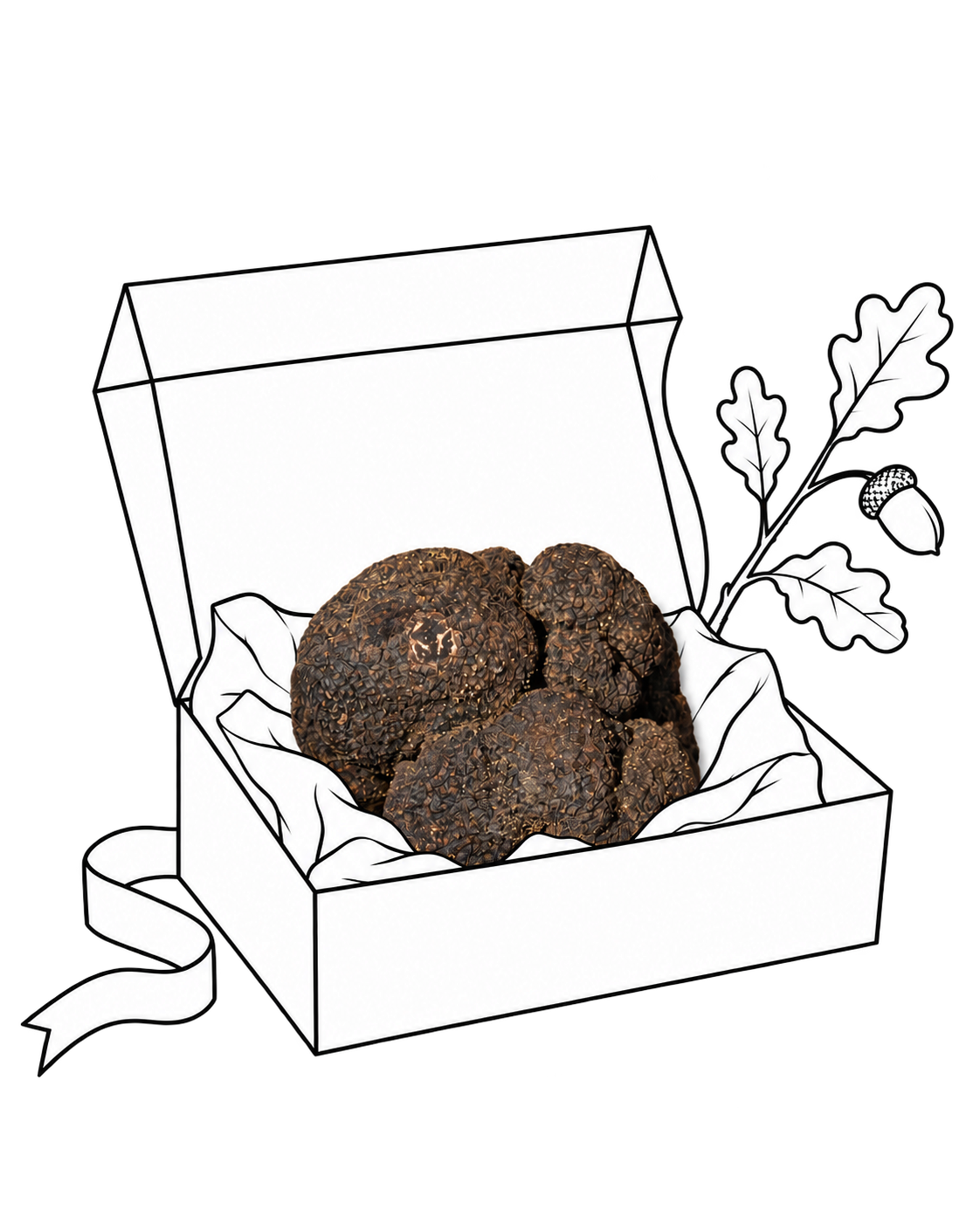 Truffes noires dans un coffret dessiné au trait, accompagné d’une branche de chêne