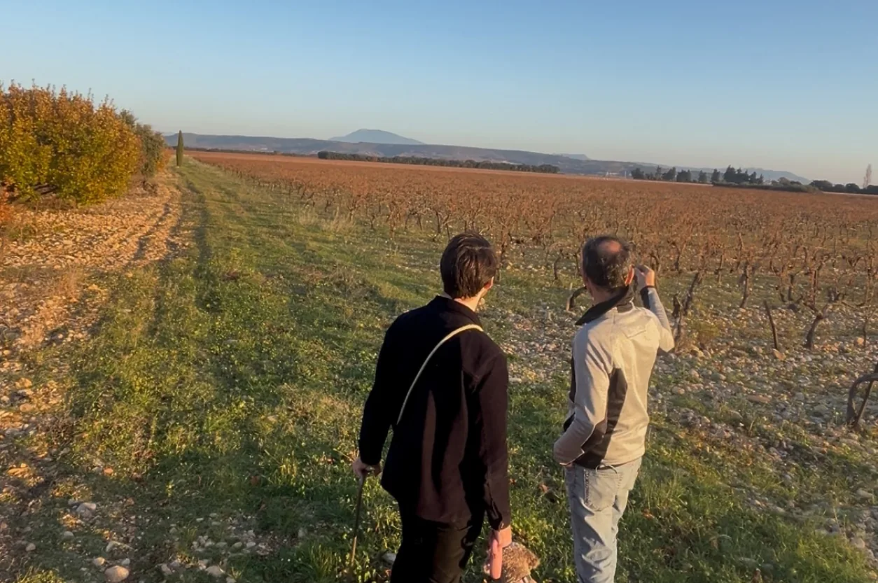 Rangs de vignes